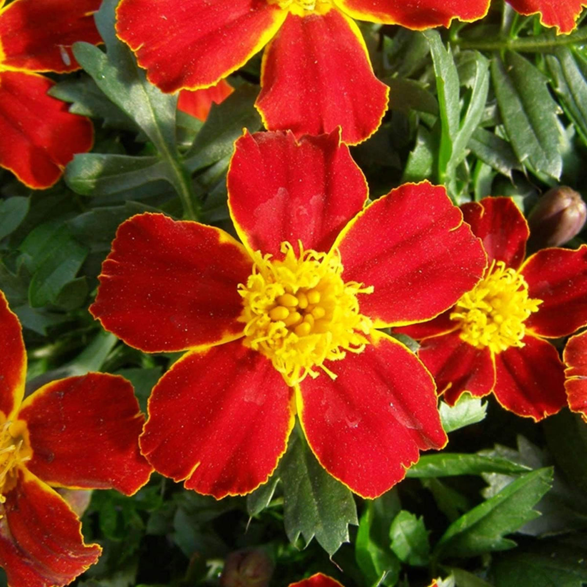 Red French Marigold plant