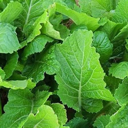 Fresh Florida Broadleaf Mustard Greens Harvest