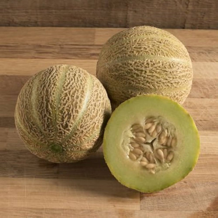 Muskmelon Growing in a Sunny Vegetable Garden