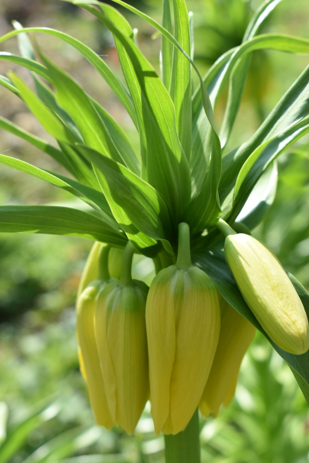 Green Crown flower seeds