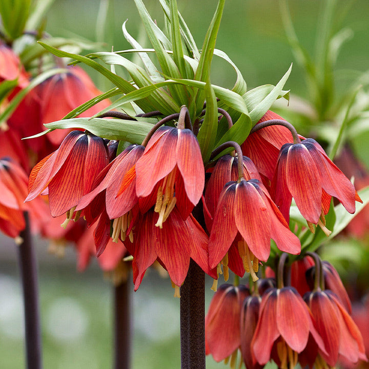 Red Fritillaria flower seeds