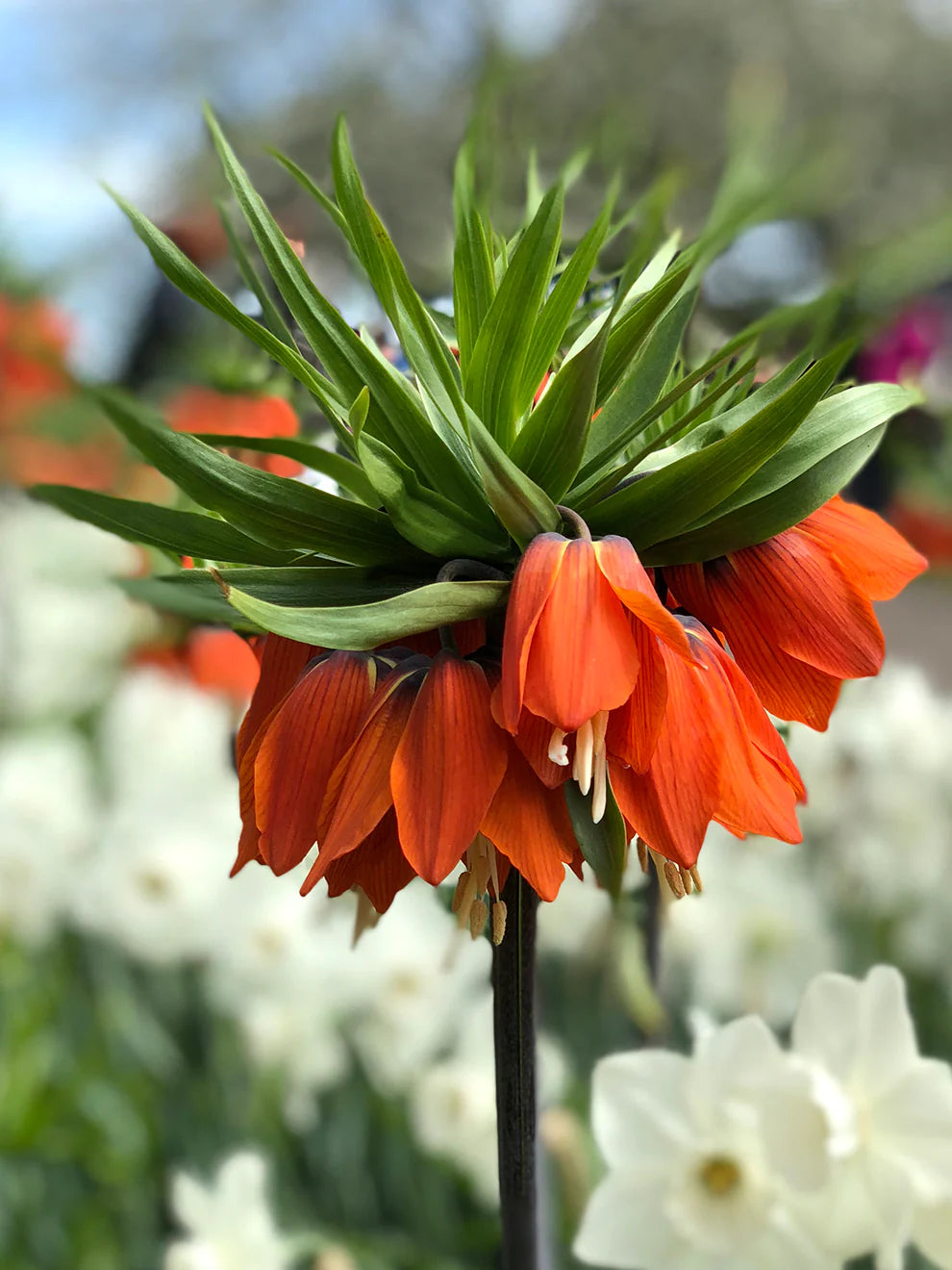 Red Crown flower seeds