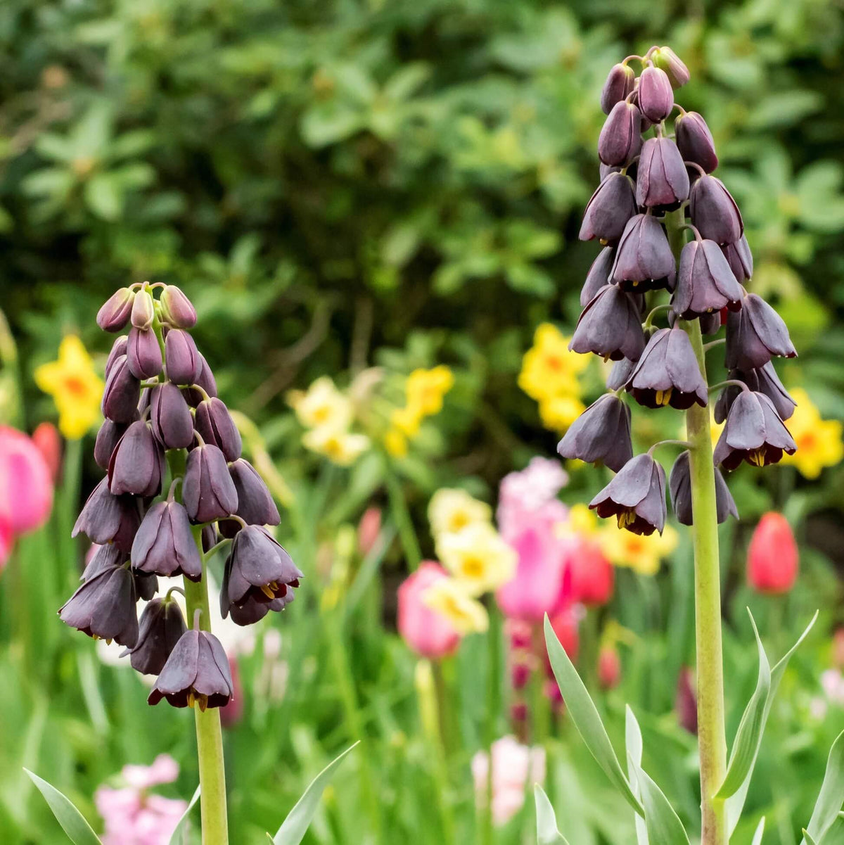 Bells Fritillaria persica plant