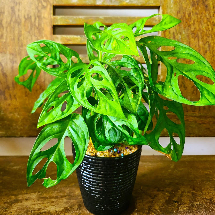 Fruit Salad Plant