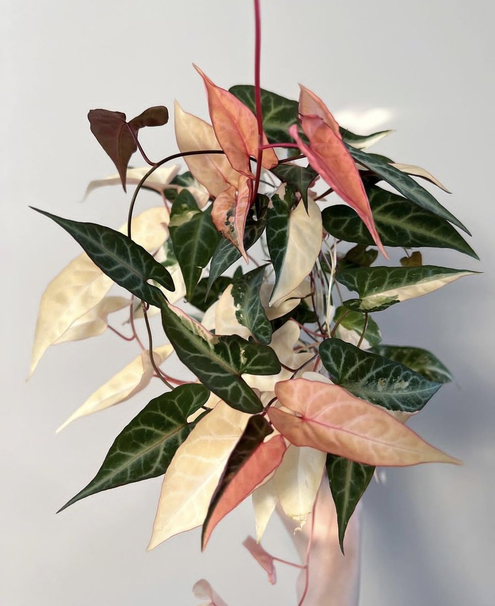Fallopia Multiflora flower seeds