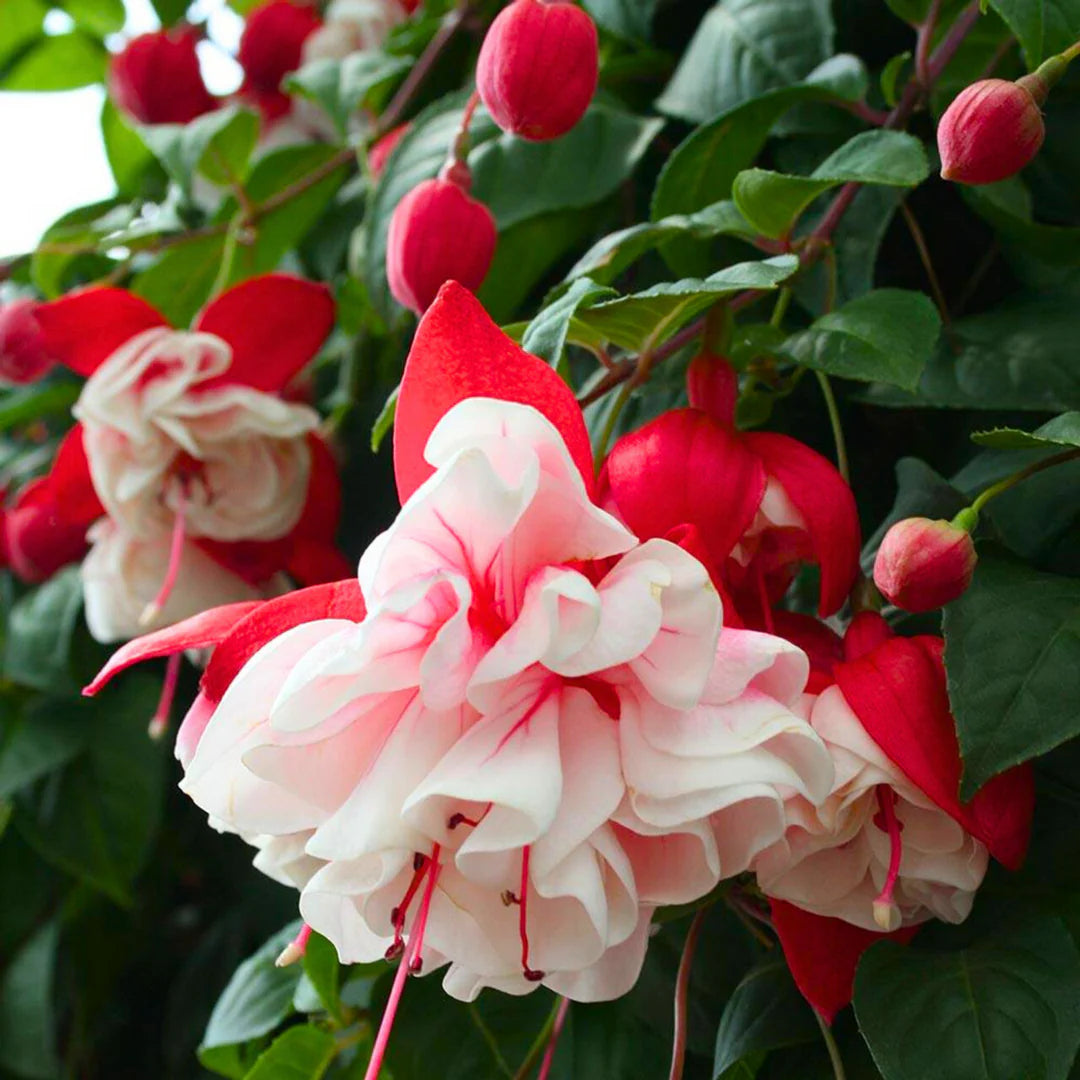 Red Pink flower seeds