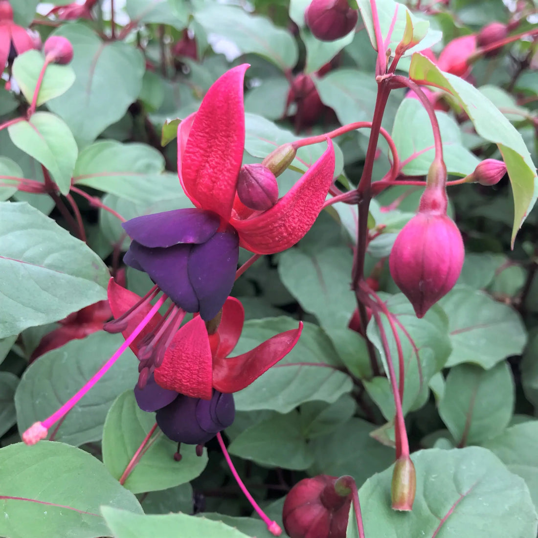 Black Green flower seeds