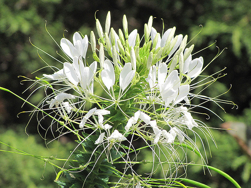 White Cleome Flower Seeds for Planting – Heirloom Non-GMO Garden Seeds