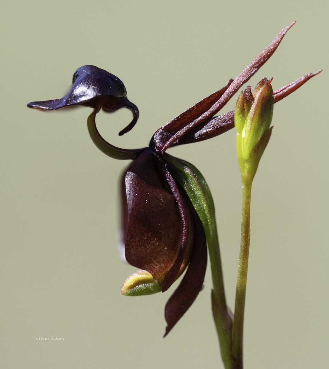 Flying Duck flower seeds