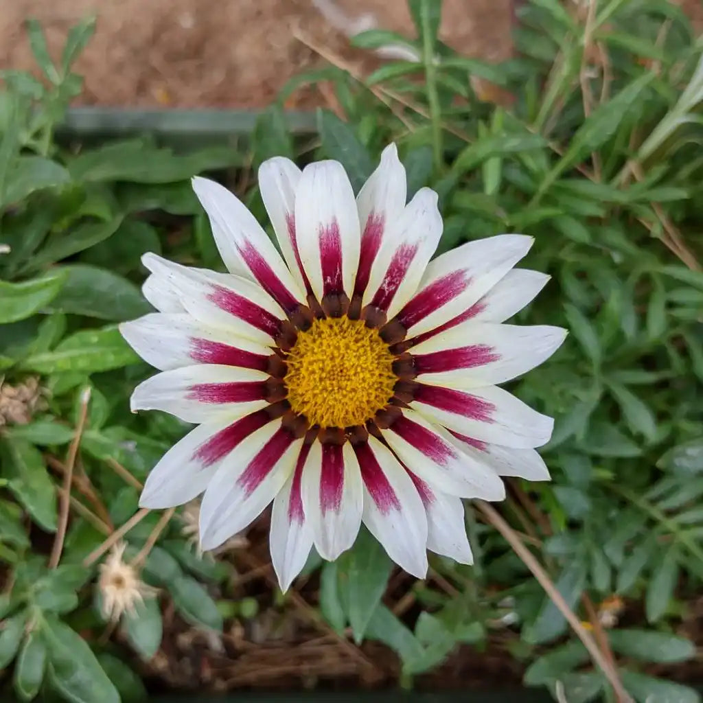 White Purple flower seeds