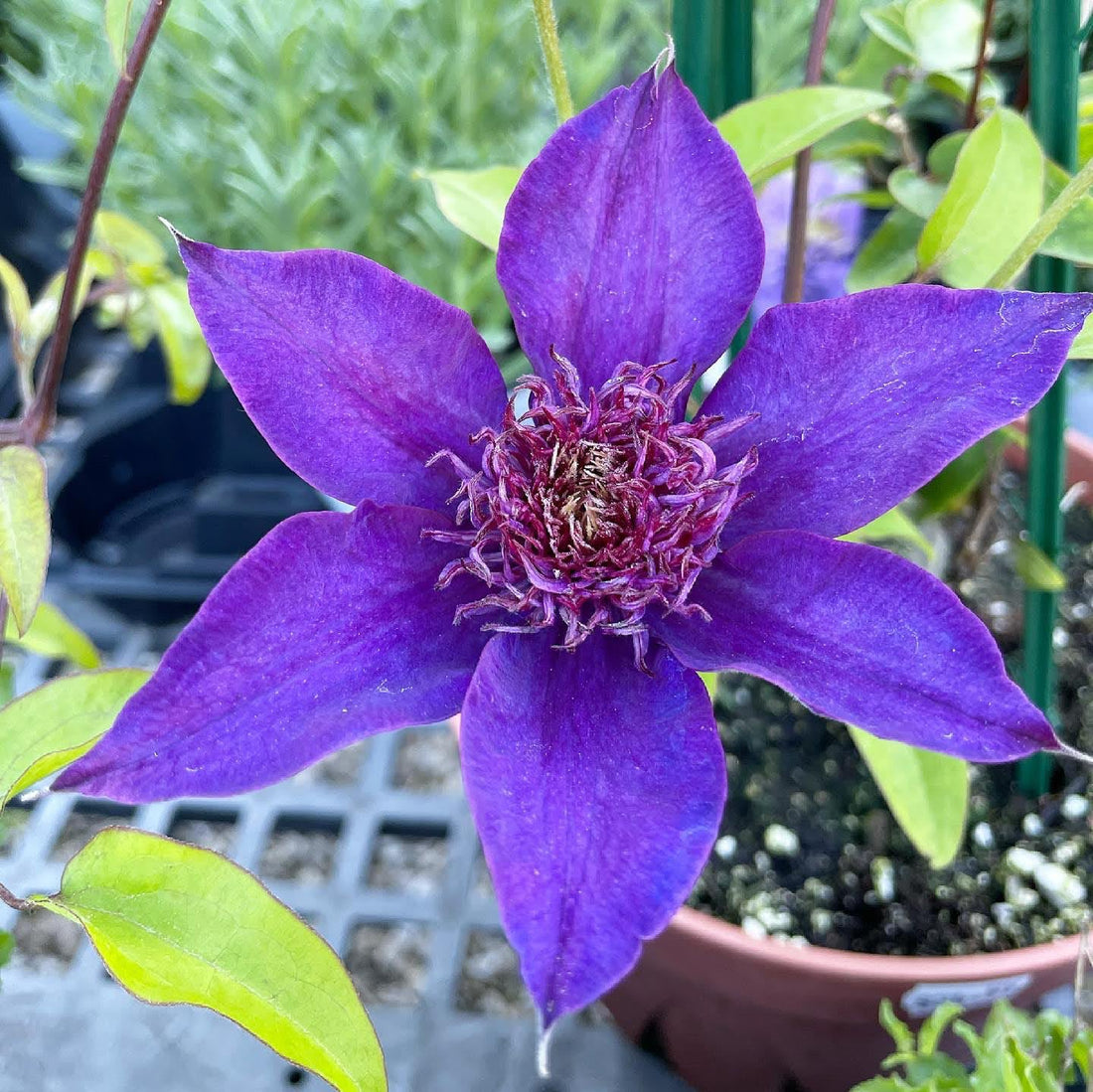 Clematis flower seeds