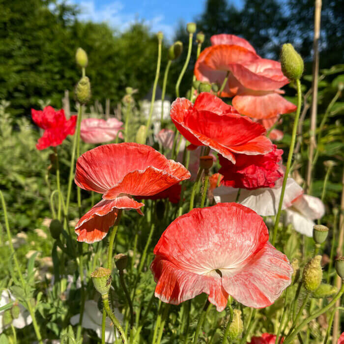 Garden Poppy plant
