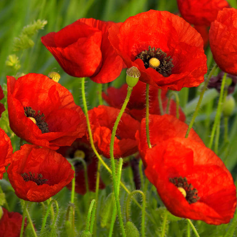 Garden Poppy plant