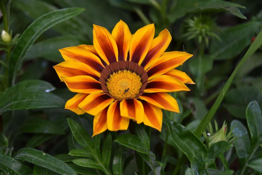 Yellow Red flower seeds