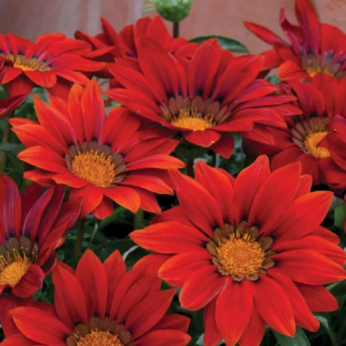 Bronze Shades Gazania plant