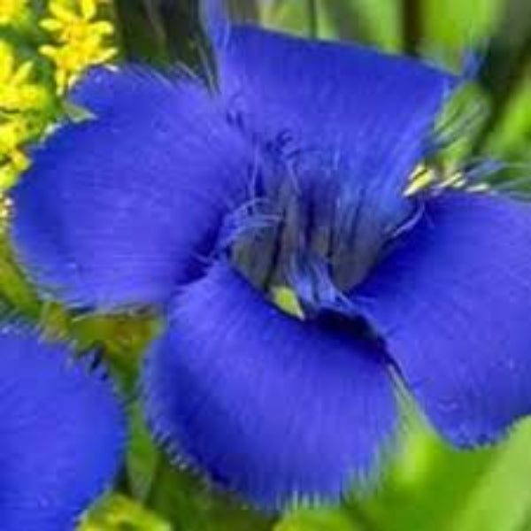 Blue Fringed Gentian plant