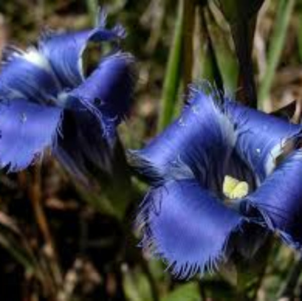 Blue Fringed Gentian plant