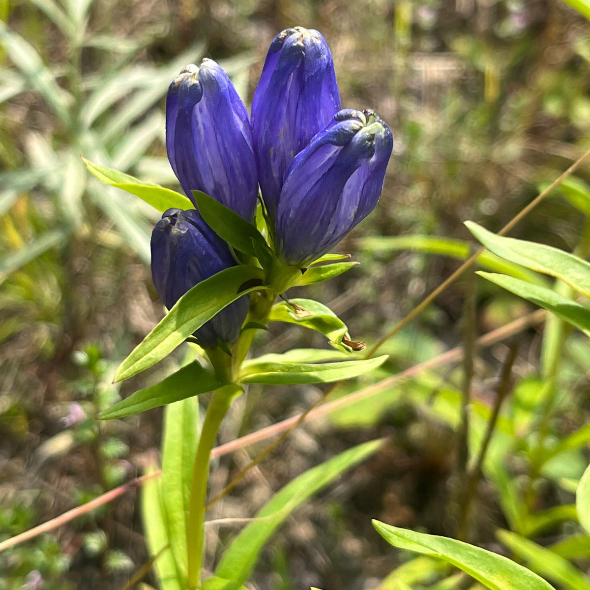 Bottle Gentian plant