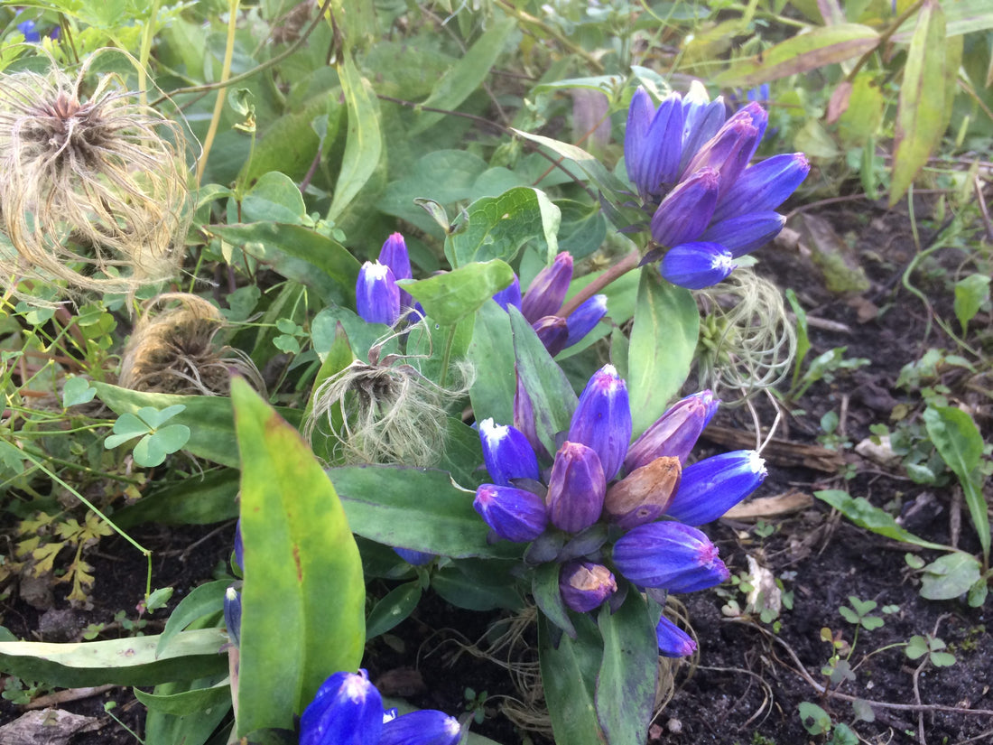 Purple Gentian flower seeds