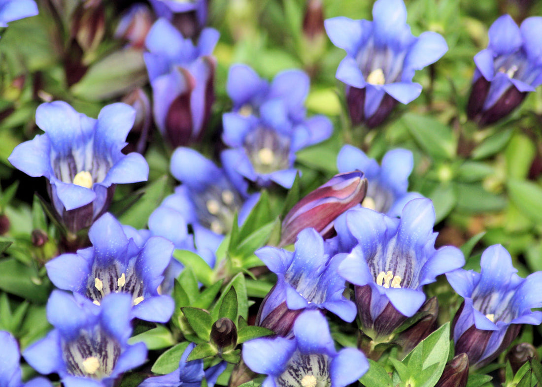 Gentiana Scabra flower seeds
