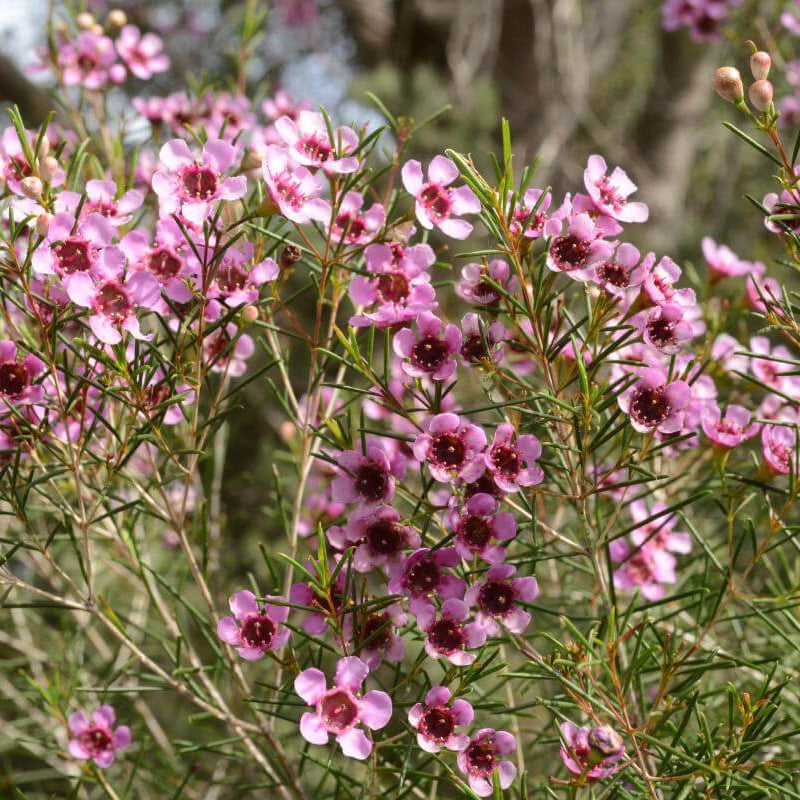 Geraldton Wax plant