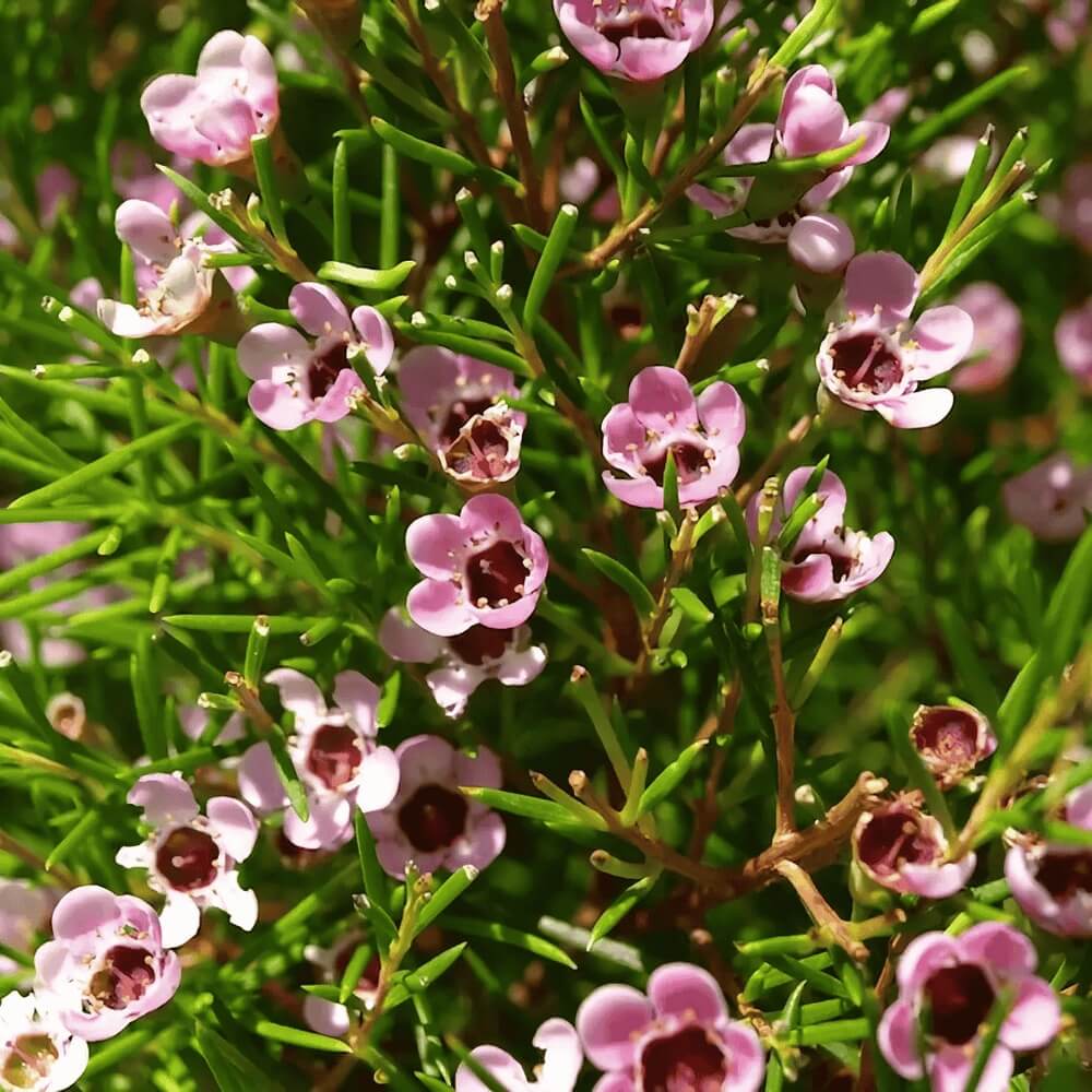 Geraldton Wax plant