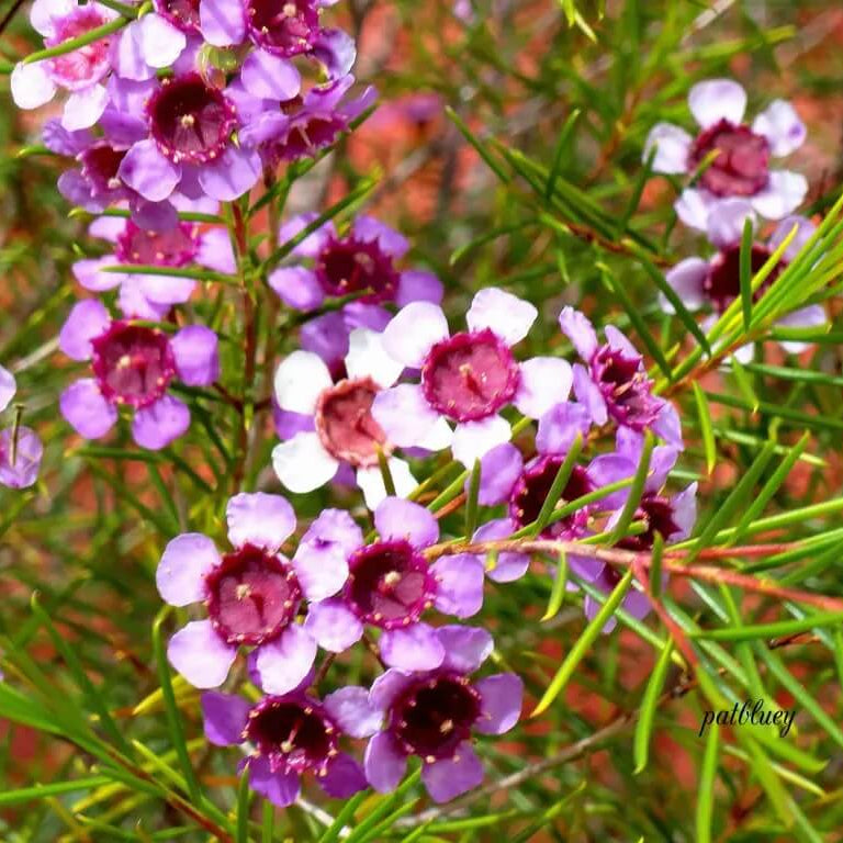 Geraldton Wax plant