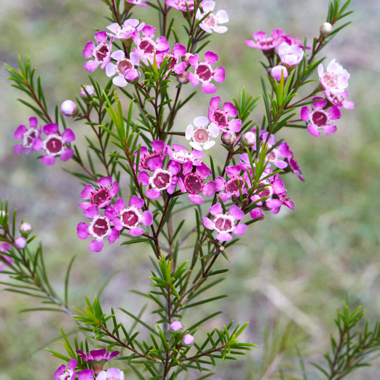 Geraldton Wax plant