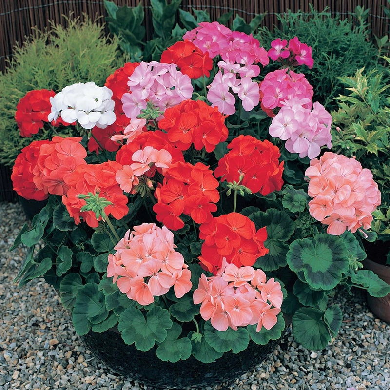 Mixed Geranium Flower Seeds for Planting – Heirloom Non-GMO Garden Seeds