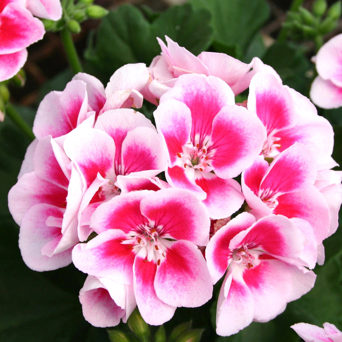 Geranium flower seeds