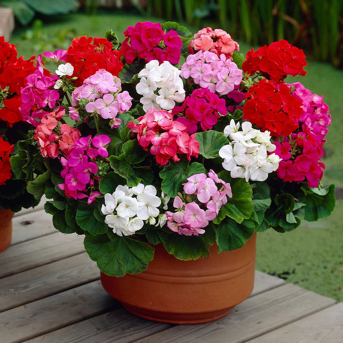 Multi Geranium flower seeds
