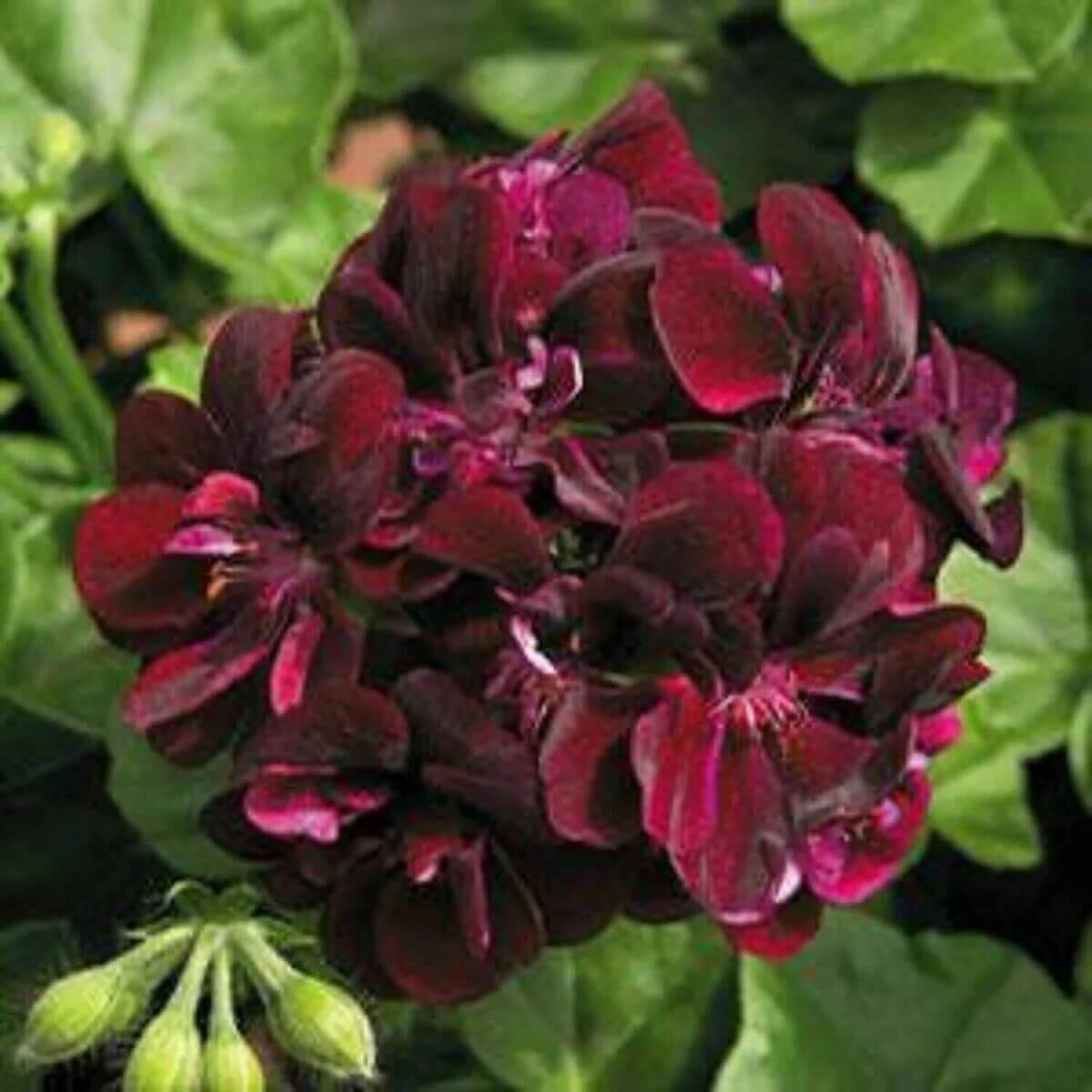 Chocolate Geranium plant