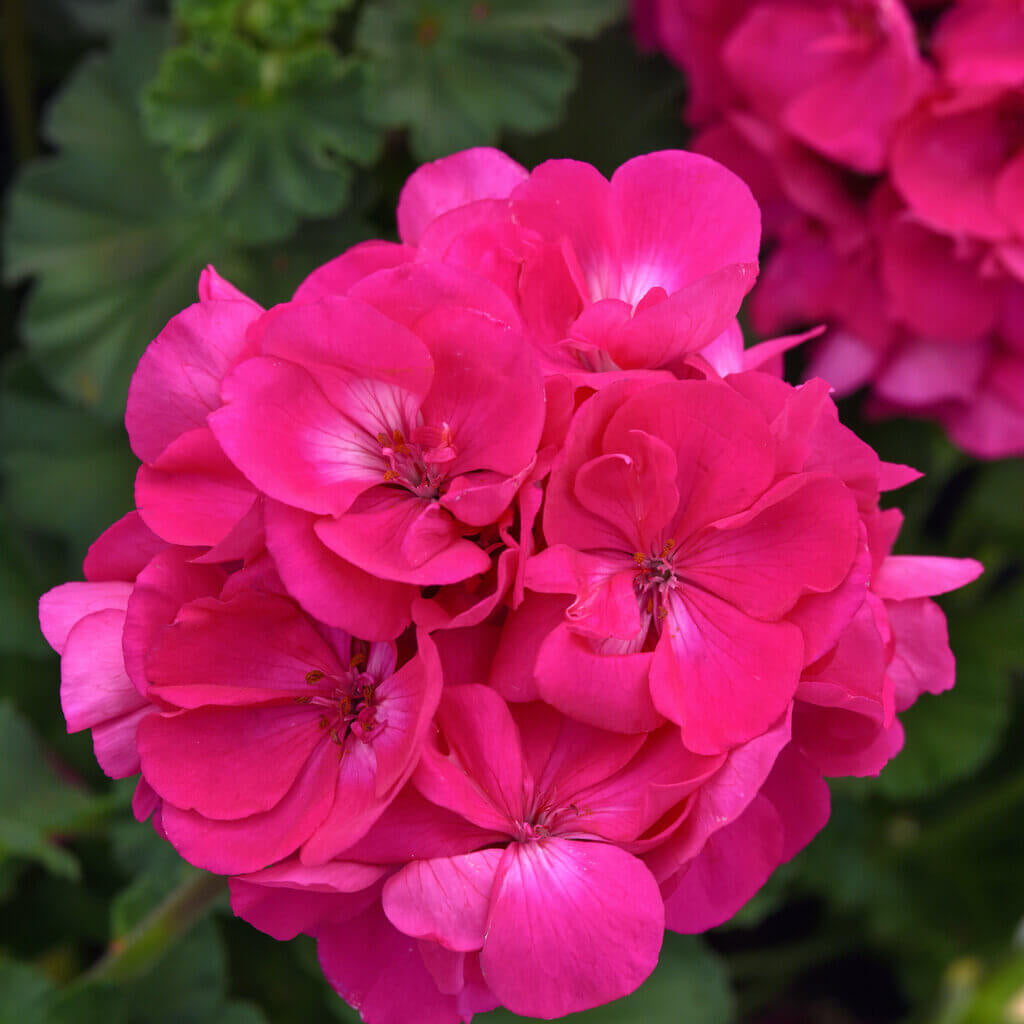 Pink Pelargonium Geranium plant