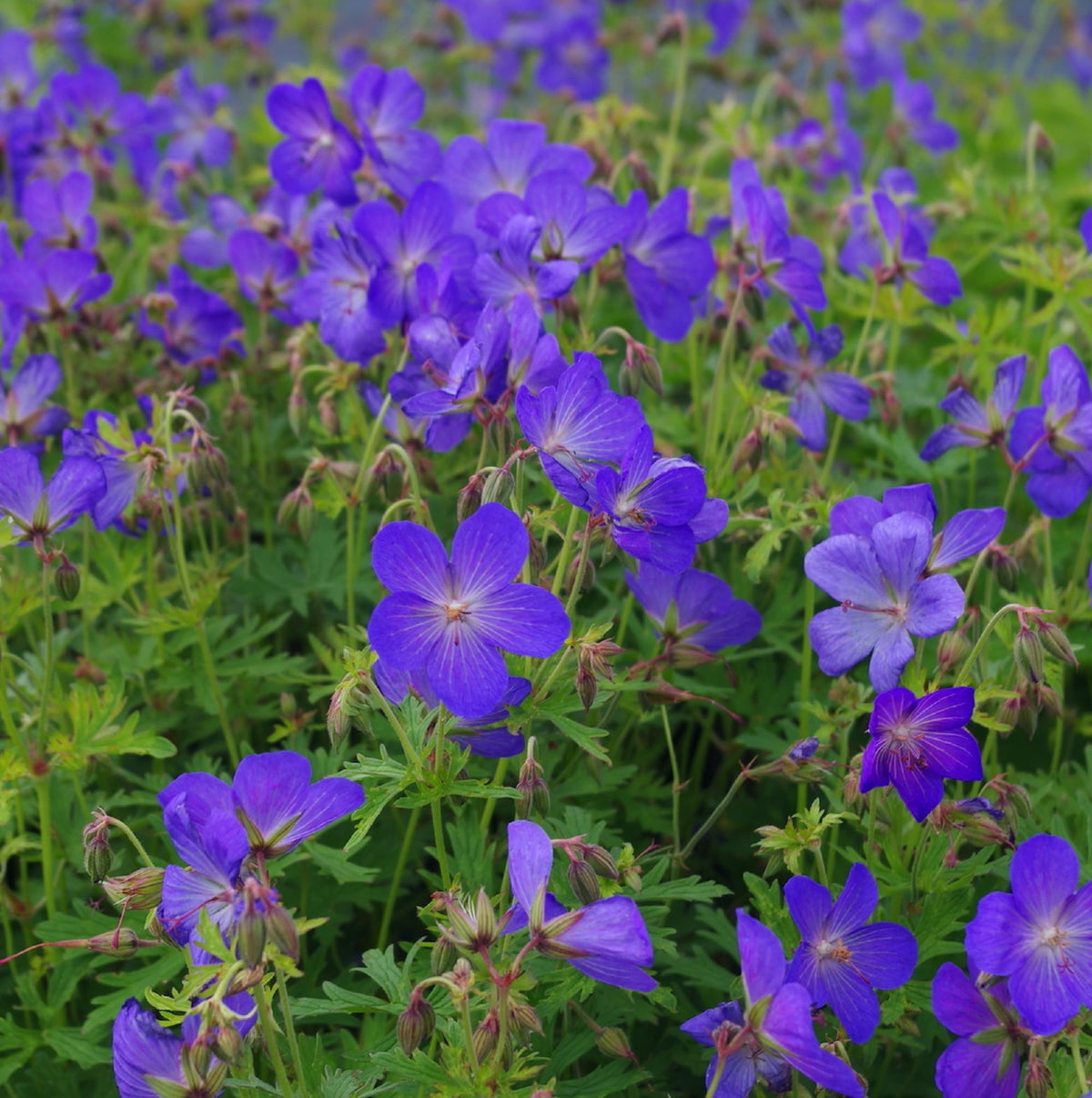 Blue Geranium plant