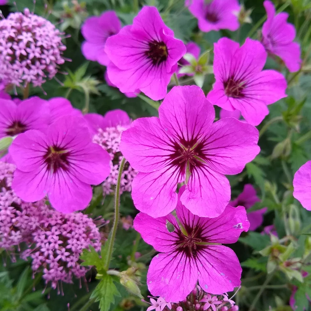 Baby Pink flower seeds