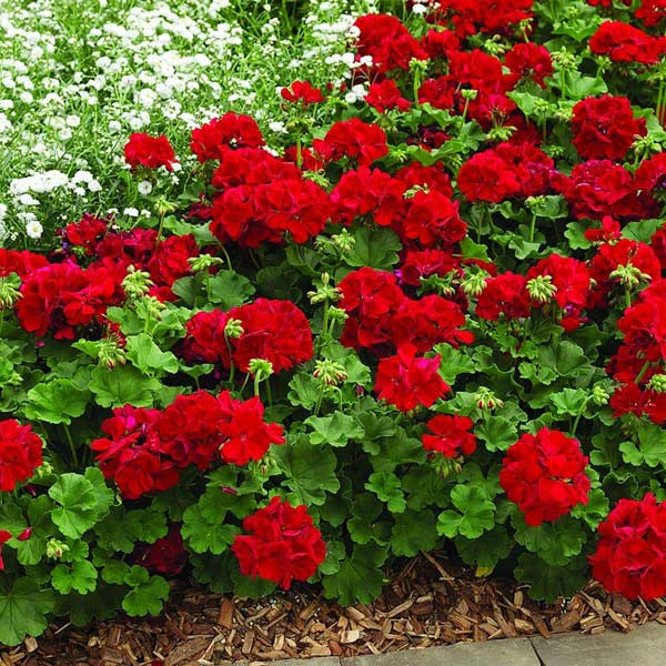 Red Orange flower seeds