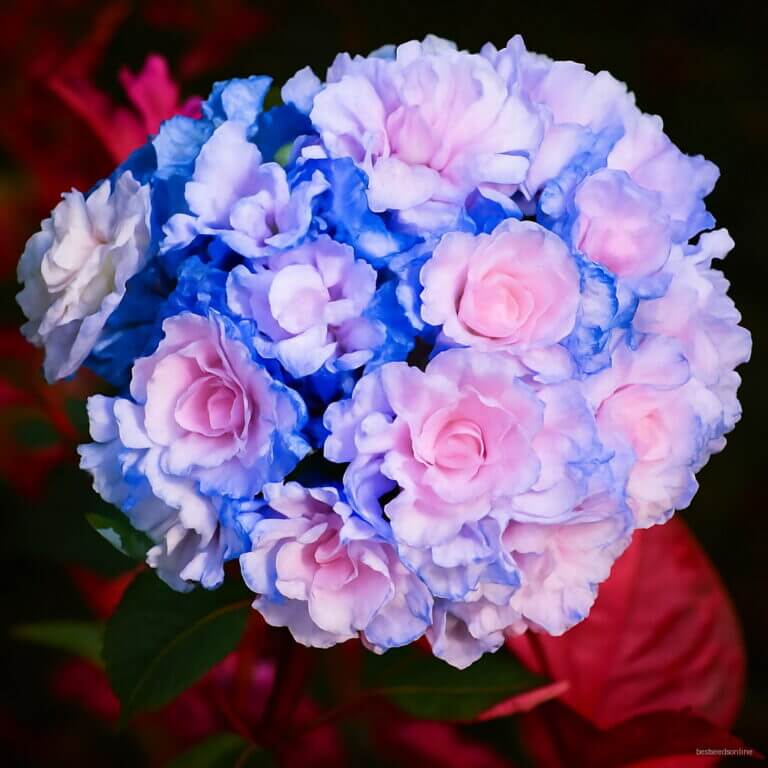 Light Pink Geranium plant