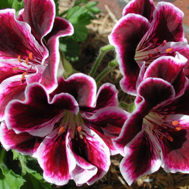 & Purple Geranium plant