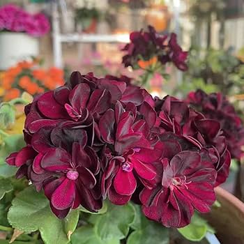 Chocolate Geranium plant