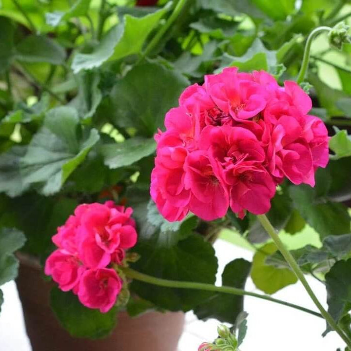 Pink Pelargonium Geranium plant