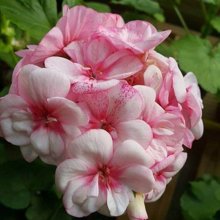 Pale Pink Geranium plant