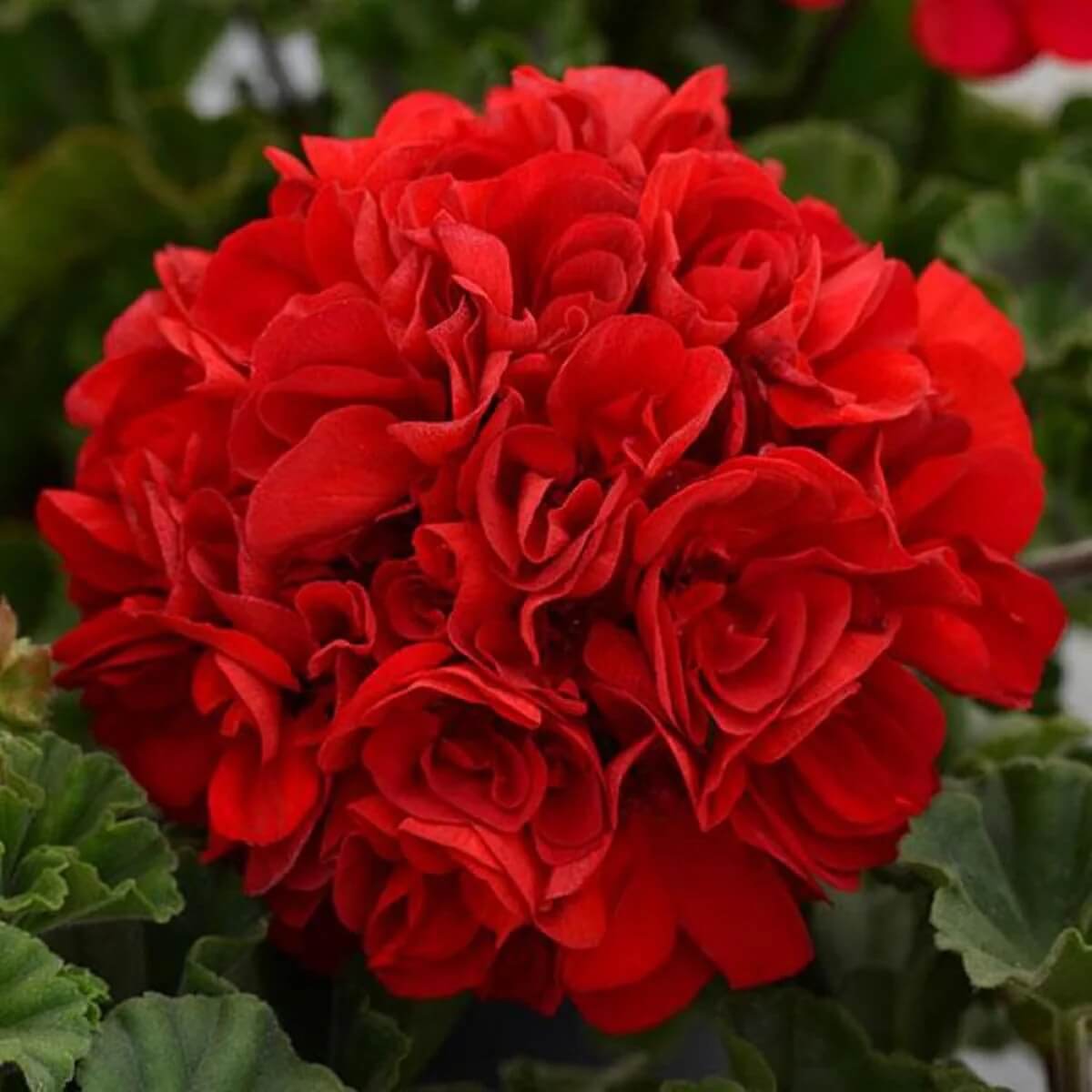 Red Breakawa Geranium plant