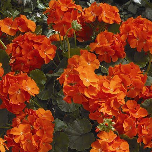 Orange Maverick Geranium plant