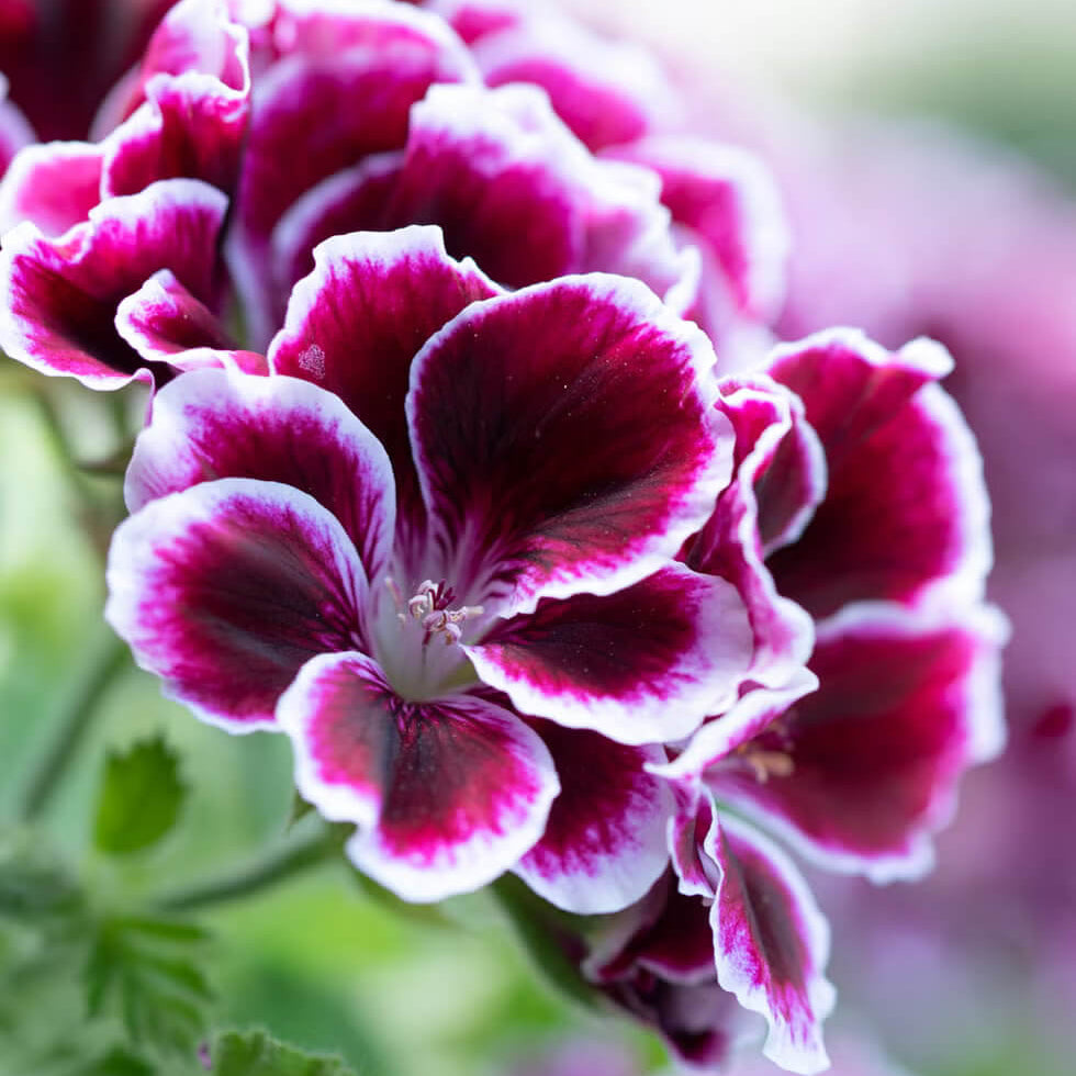 & Purple Geranium plant