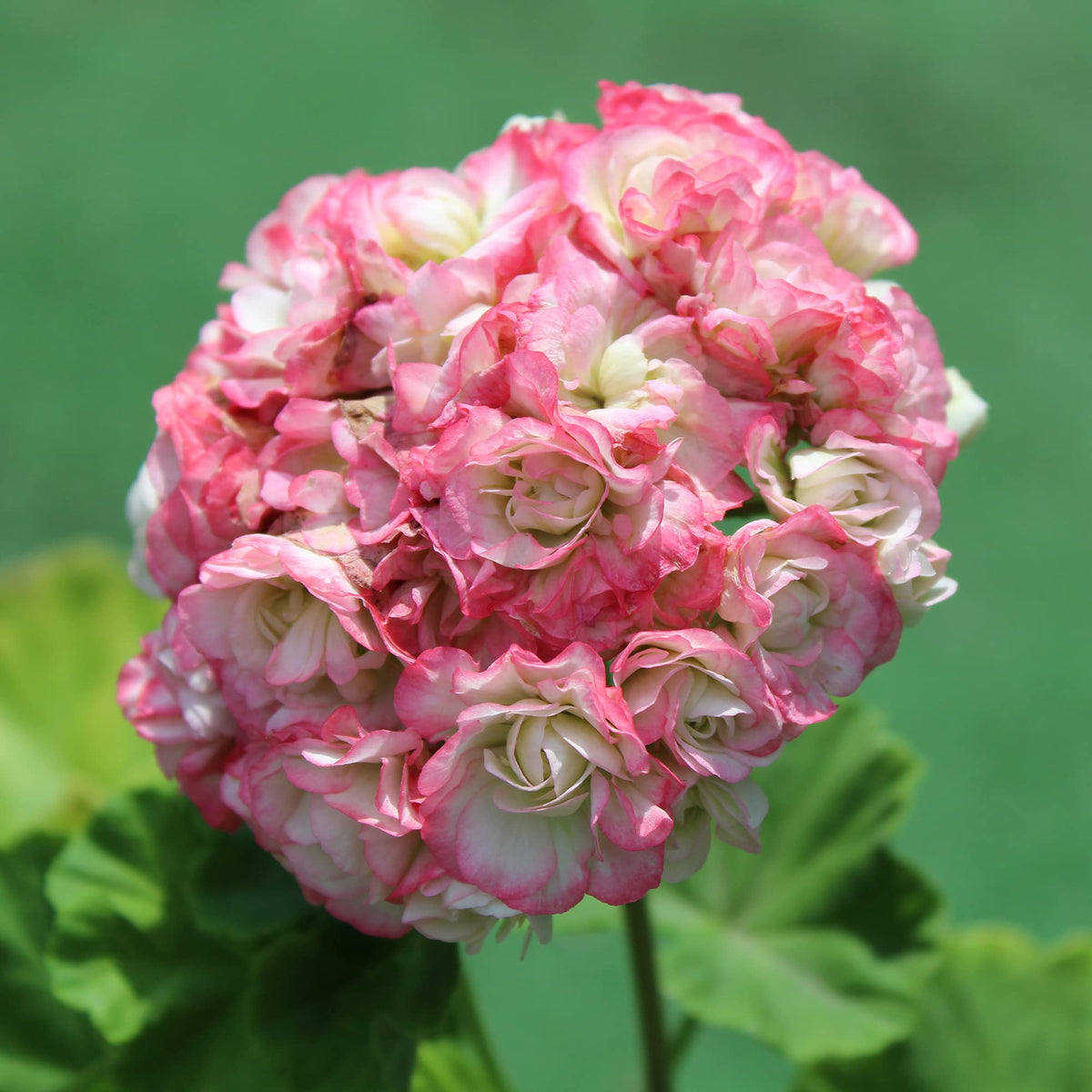 Apple Geranium plant