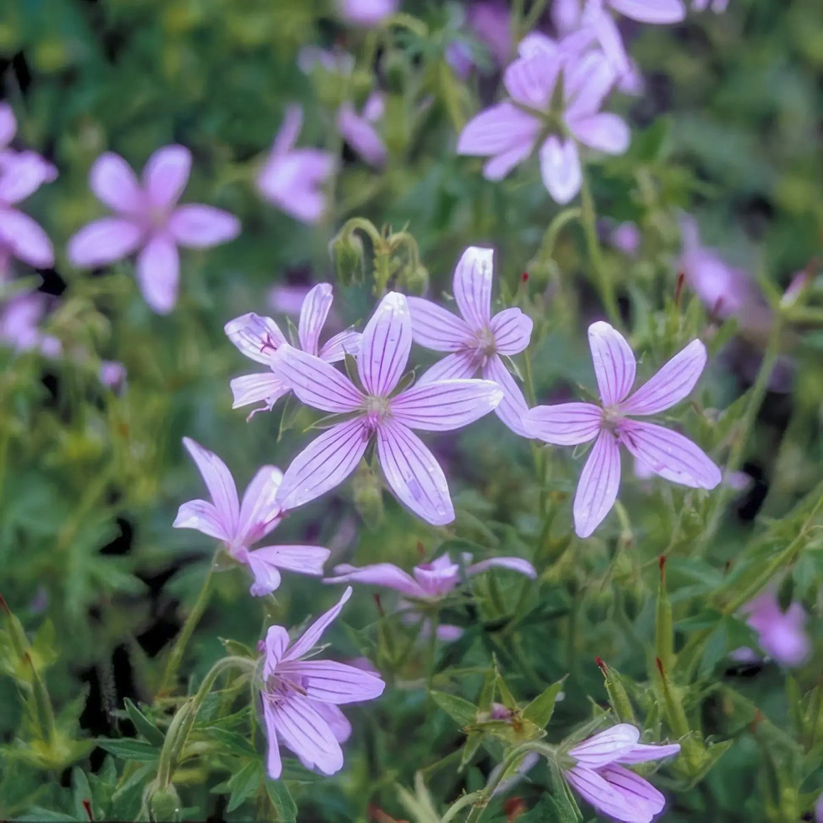 Asphodeloides Geranium plant