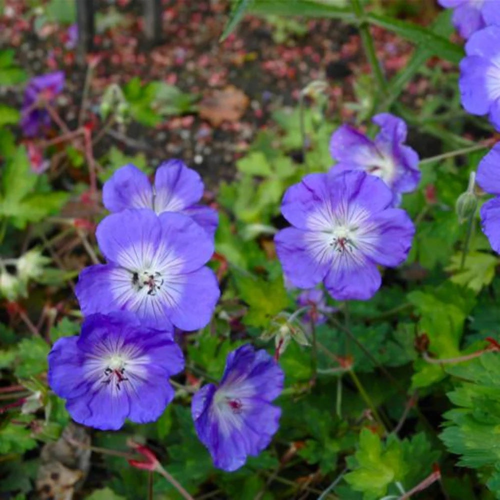 Blue Geranium plant