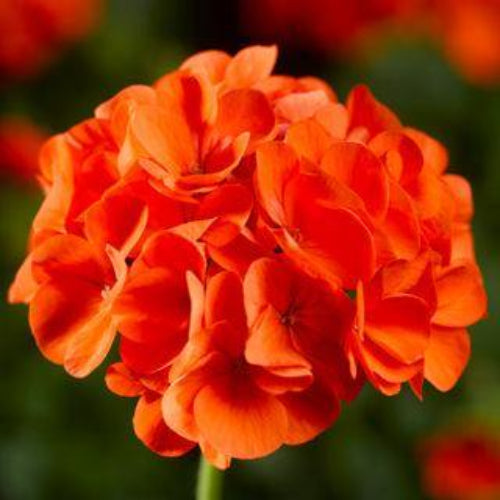 Orange Geranium plant