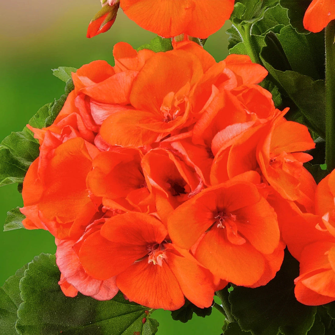 Orange Geranium flower seeds