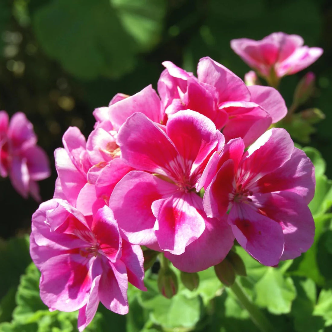 Pale Pink flower seeds